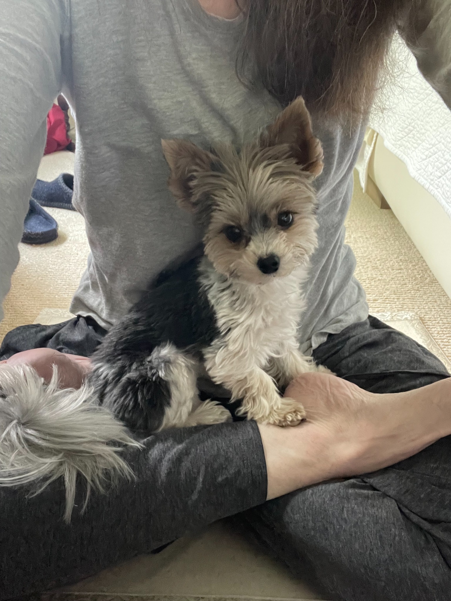 A small dog sitting with Shannon during lotus practice